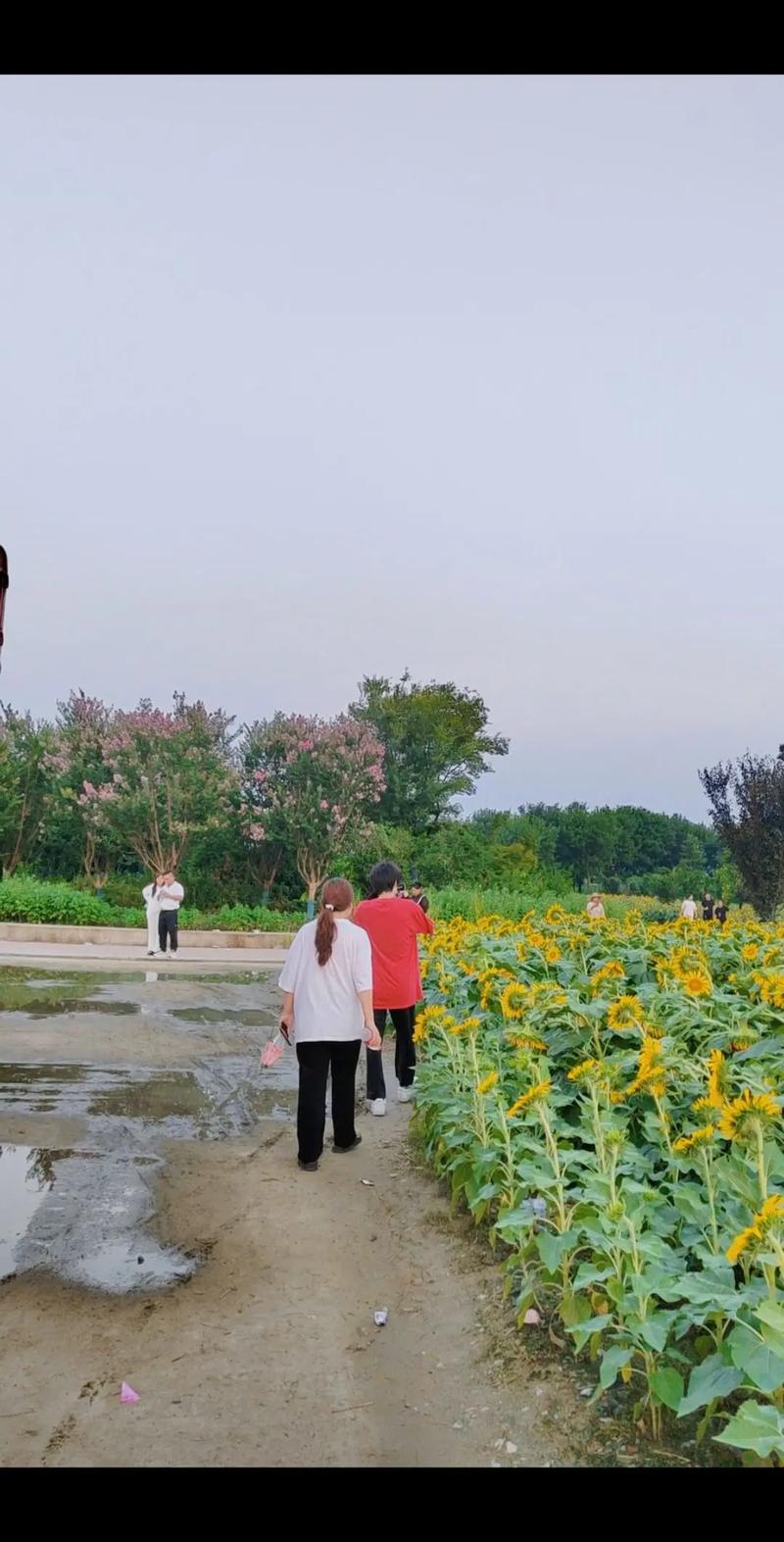 荷丹胶囊减肥 荷丹胶囊减肥效果怎么样 荷丹胶囊减肥 荷丹胶囊减肥效果怎么样