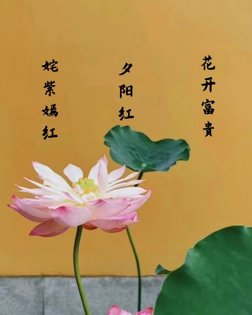 ���ʿ��ԳԻ���ɵ���